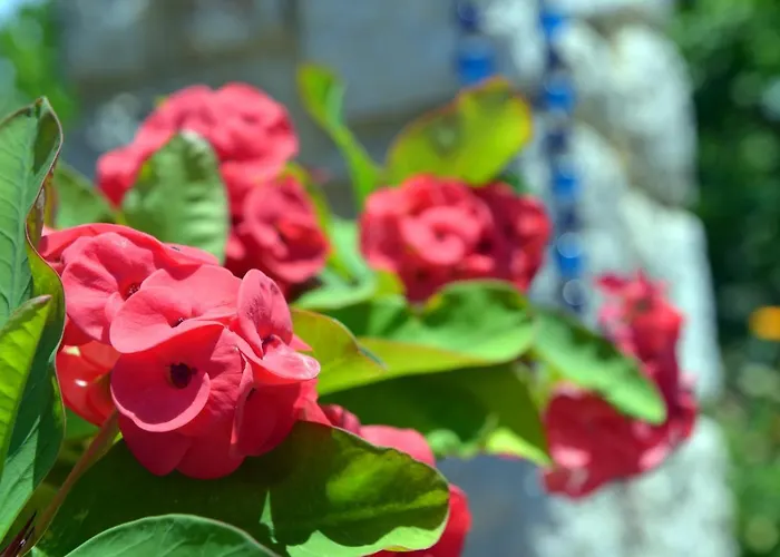 Athina's In Olive Grove Faliraki