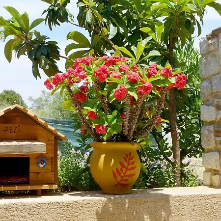 Athina's In Olive Grove * Faliraki