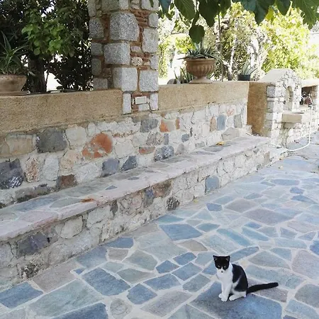 Athina's In Olive Grove