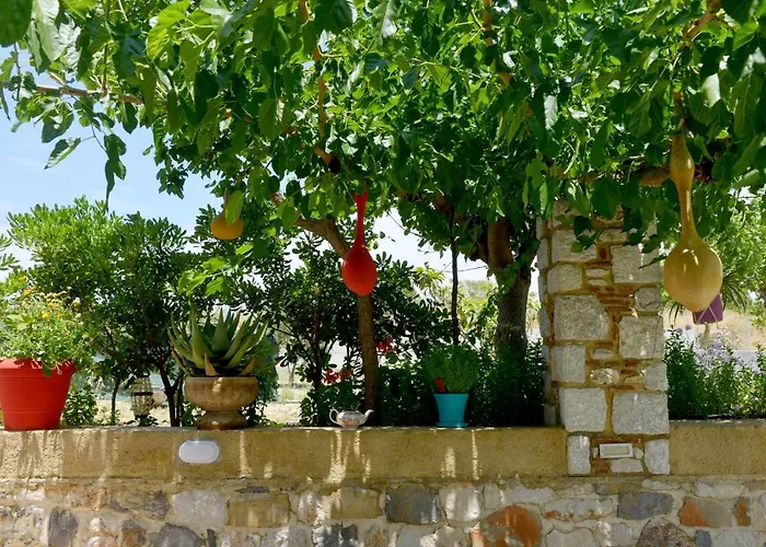 Athina's In Olive Grove *