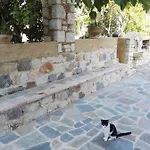 Athina's In Olive Grove