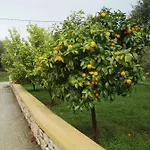 Athina's In Olive Grove Διαμέρισμα Φαληράκι
