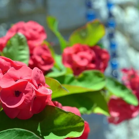 Athina's In Olive Grove Faliraki