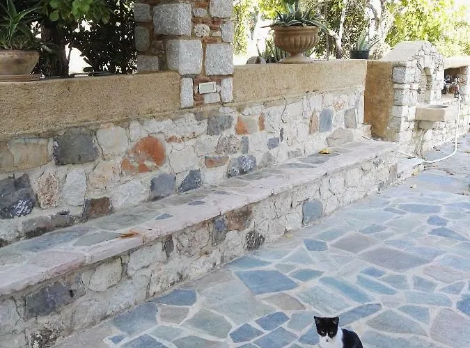 In Olive Grove