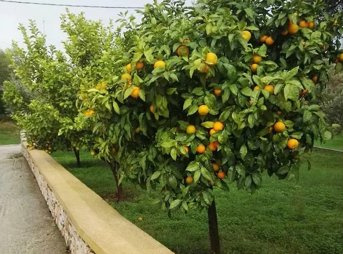 In Olive Grove Lejlighed Faliraki